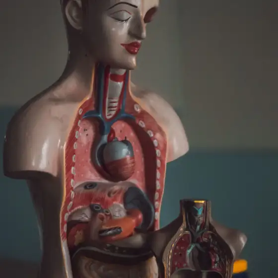 An anatomical model of the torso and digestive organs