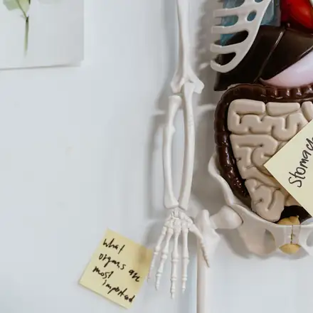 An anatomy model with a note on the stomach